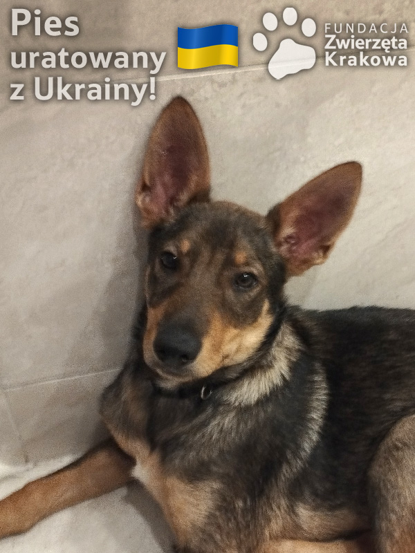 Boston – psiak uratowany z Ukrainy szuka swojego kochajÄ…cego domu!