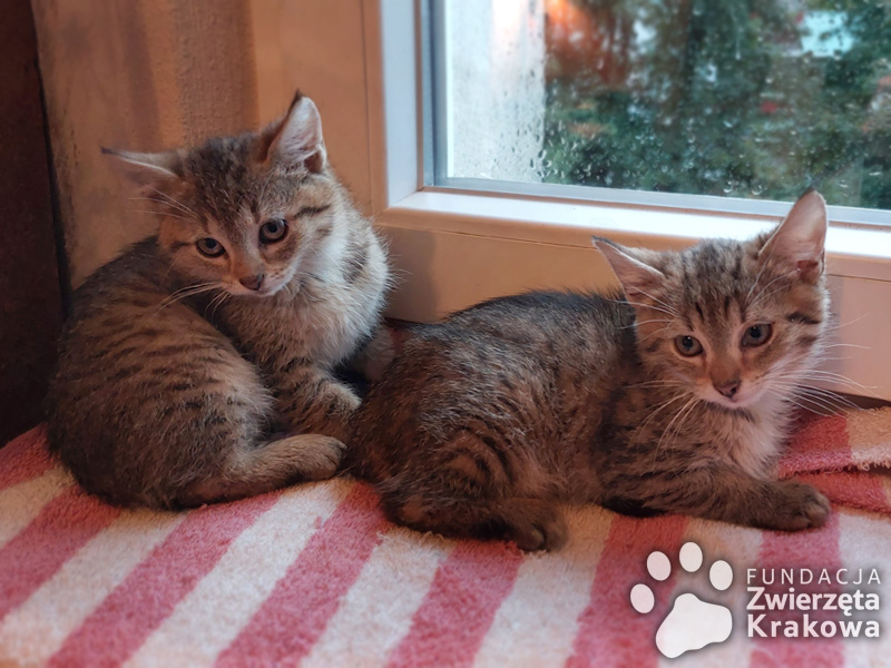Rysio i Fela – dwa kocie maluchy szukają domu