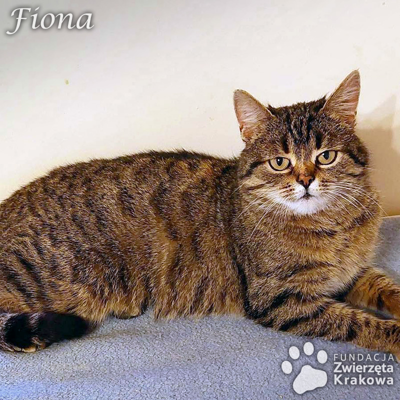 Fiona – przemiła koteczka w typie kota brytyjskiego