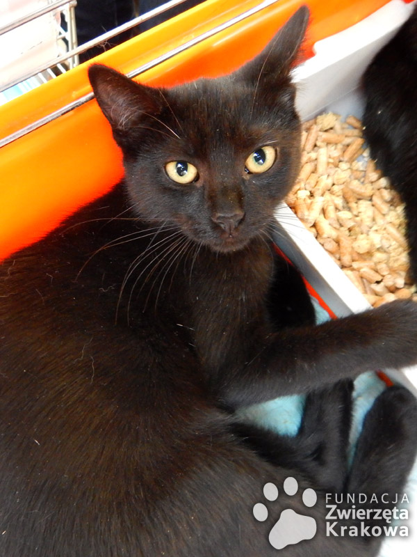 Nikita  – czarna koteczka