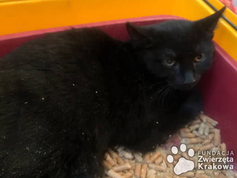 Lola – czarna mała koteczka