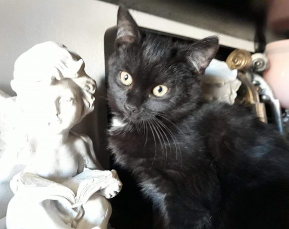 Lola – czarna mała koteczka