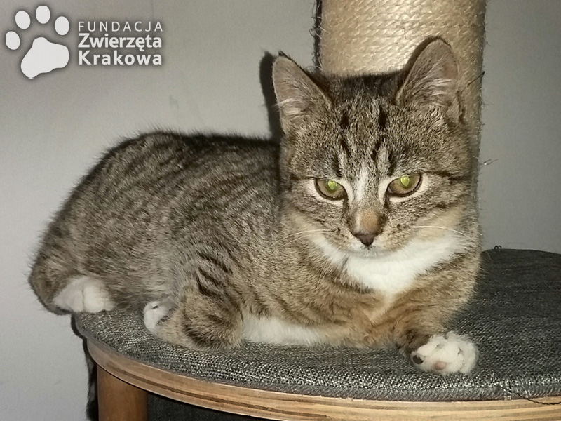 Jędruś – kotek z serduszkiem
