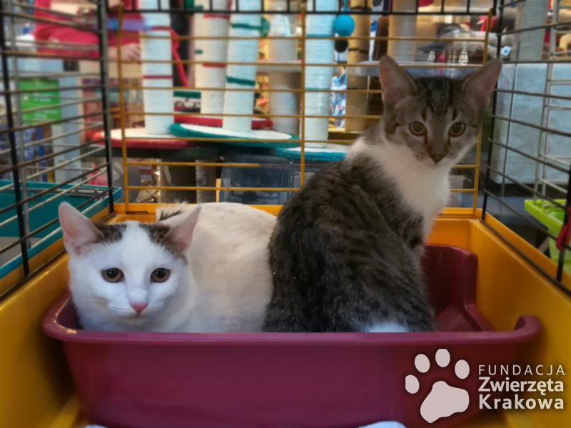 Urocze koteczki Pixi i Dixi szukają dobrego domu