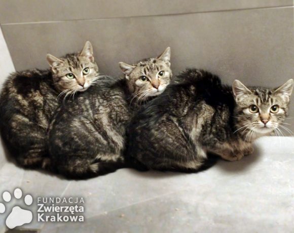 Mela, Fela i Hela – koteczki w typie kota bengalskiego