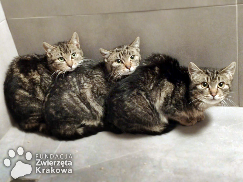 Mela, Fela i Hela – koteczki w typie kota bengalskiego