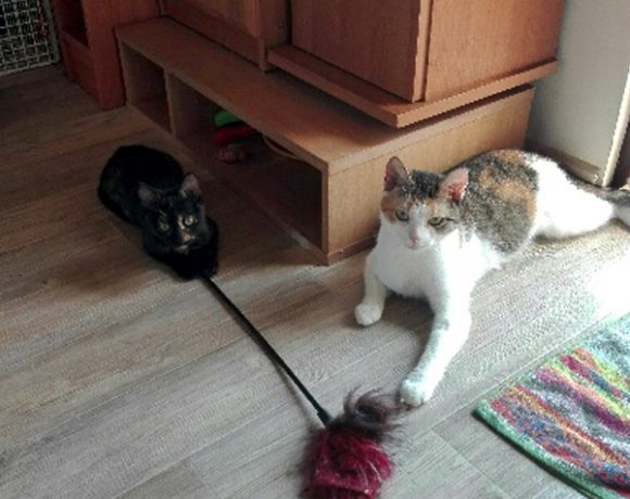 Mija i Sisi piękne koteczki o cudownym charakterze
