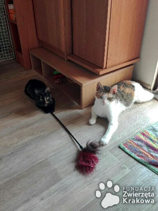 Mija i Sisi piękne koteczki o cudownym charakterze
