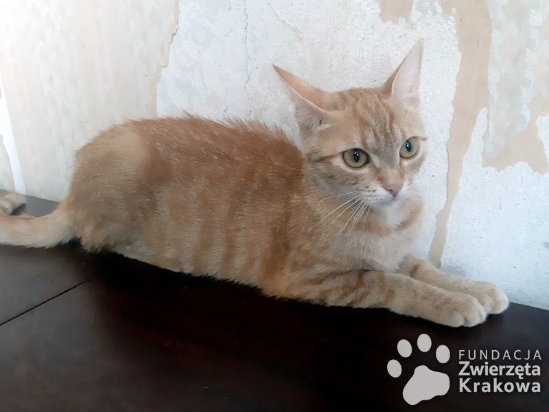 Tola – piękna, ruda, młoda koteczka szuka domu.