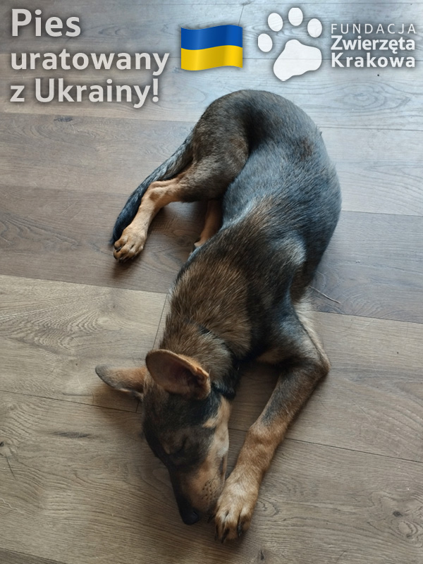 Boston – psiak uratowany z Ukrainy szuka swojego kochającego domu!