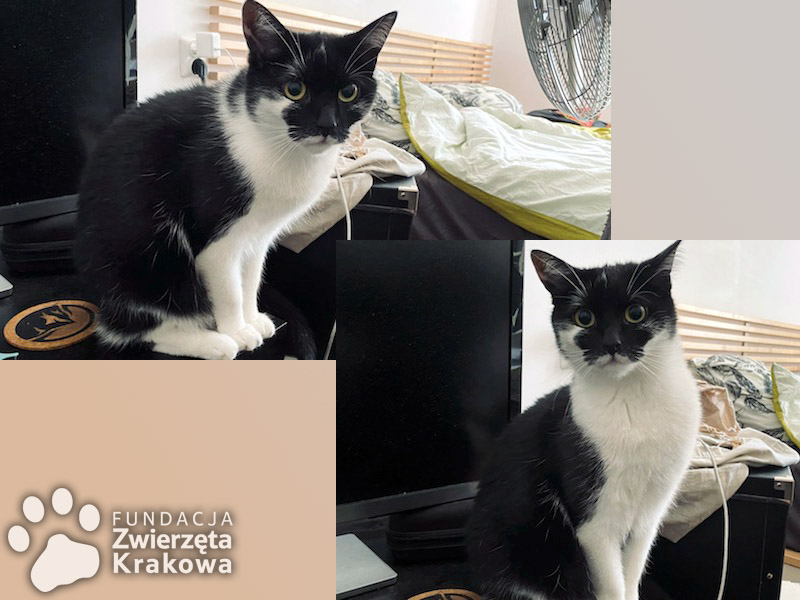 Miś i Kofik – dwie sześcioletnie kotki tracą dom