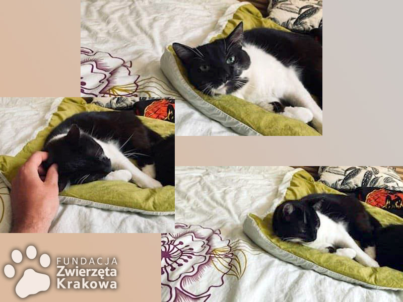Miś i Kofik – dwie sześcioletnie kotki tracą dom