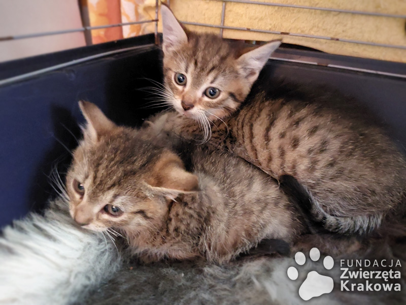 Rysio i Fela – dwa kocie maluchy szukają domu
