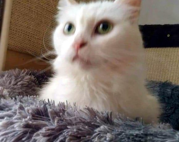 Bielusieńka kotka Beza