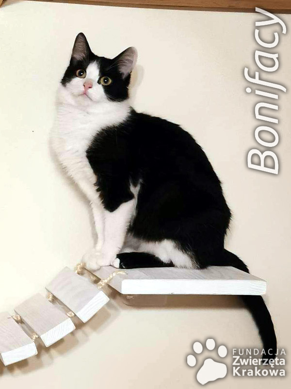 Bonifacy – kotek pozytywnie nastawiony do świata