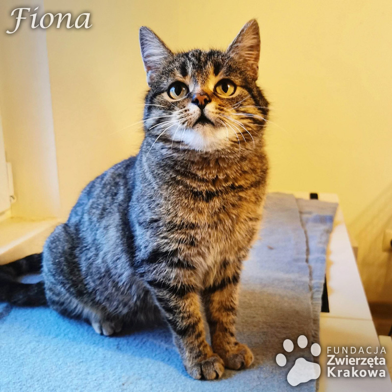 Fiona – przemiła koteczka w typie kota brytyjskiego