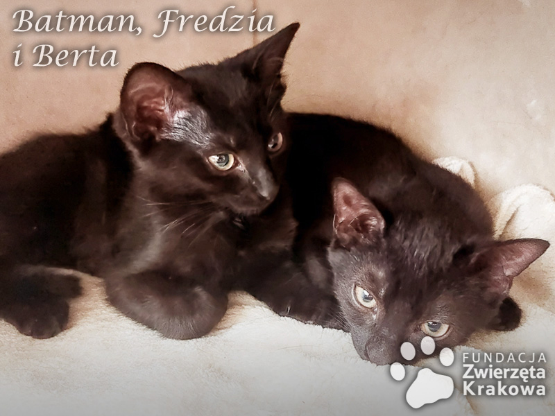 Batman, Fredzia i Berta – trzy kocie maluchy szukają domu!