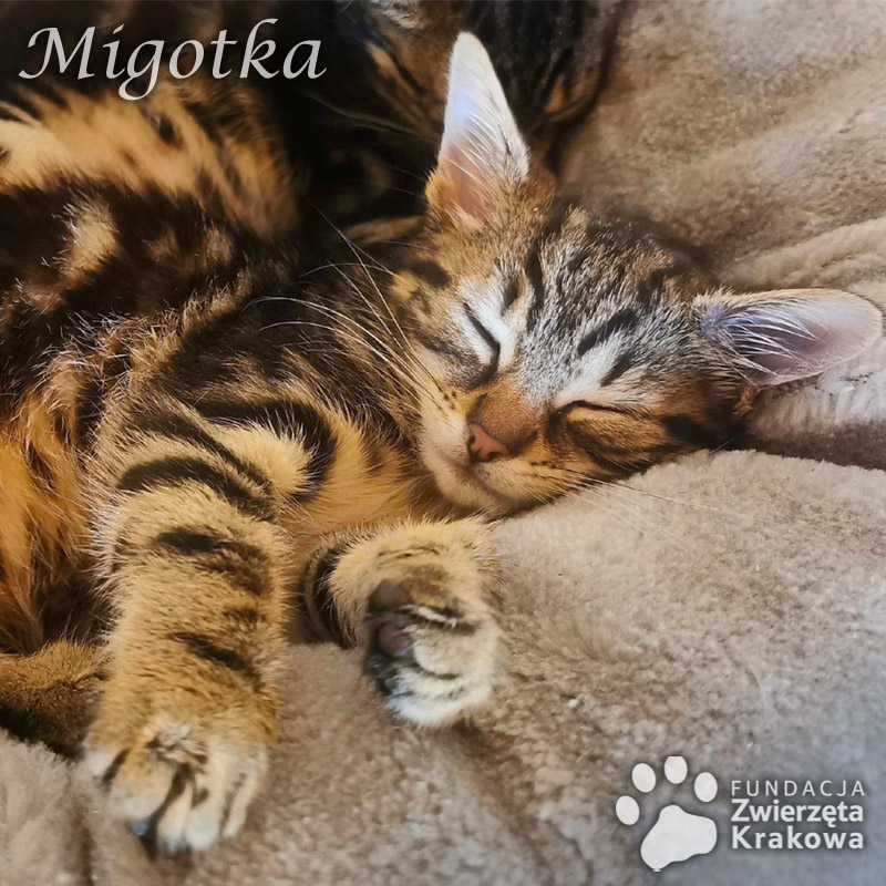 Migotka i Frotka – koteczki słodkie jak cukiereczki