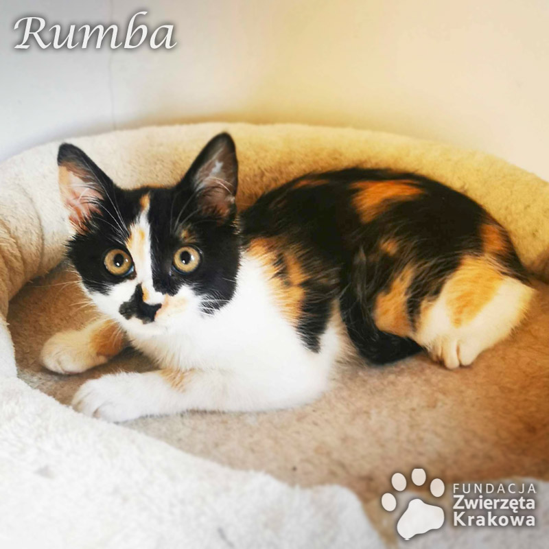 Salsa i Rumba – śliczne koteczki