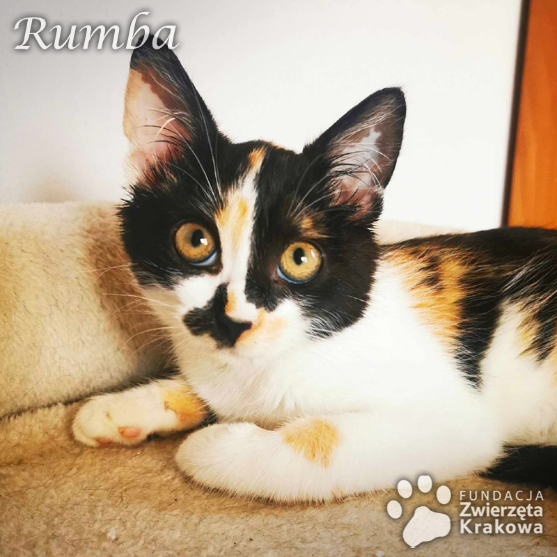 Salsa i Rumba – śliczne koteczki