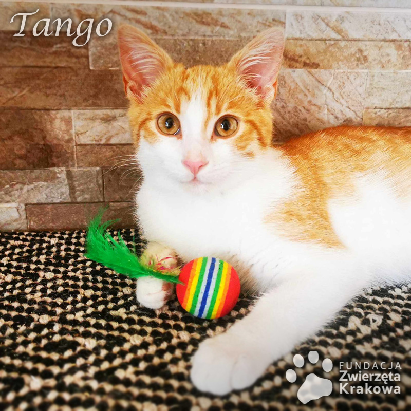 Tango – rudo-biały kocurek