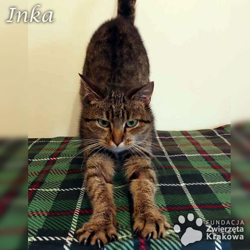 Inka nakolankowa koteczka